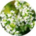 Thyme White E/O: Vital Herb